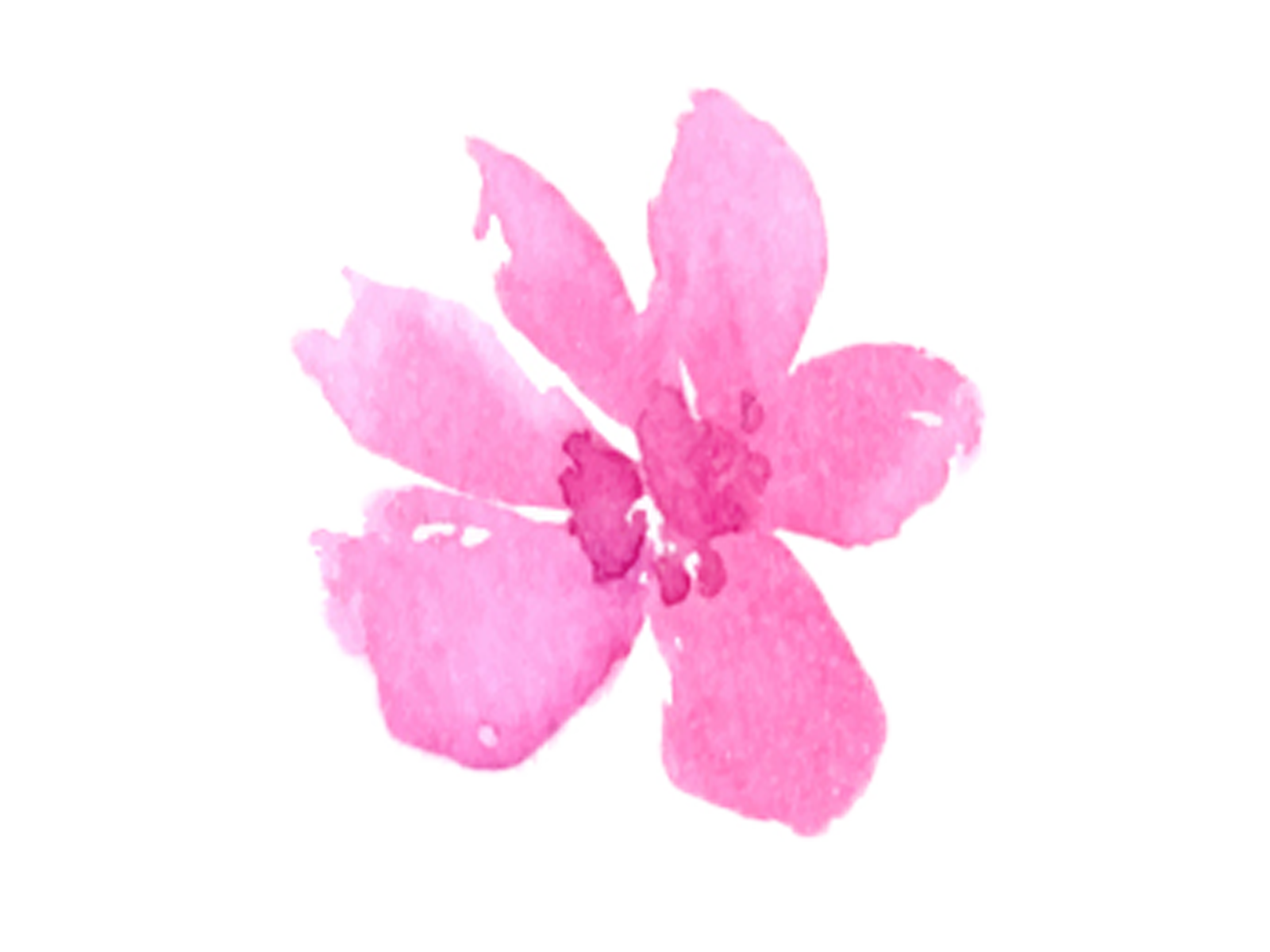 ピンクのお花